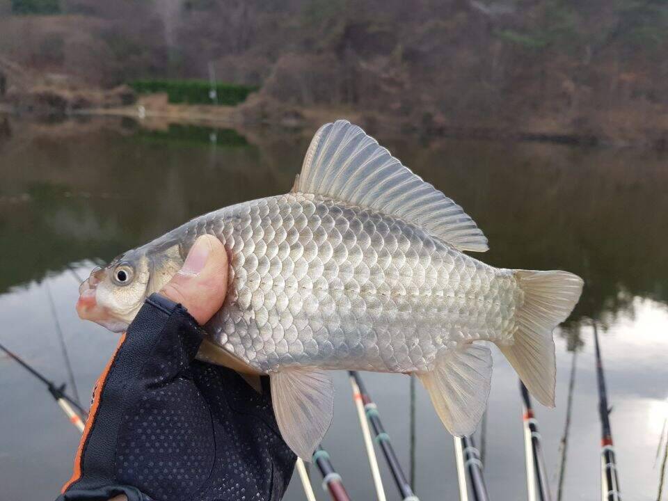 이제부터 대물시즌 도전 (조황조행기 - 화보조행기)