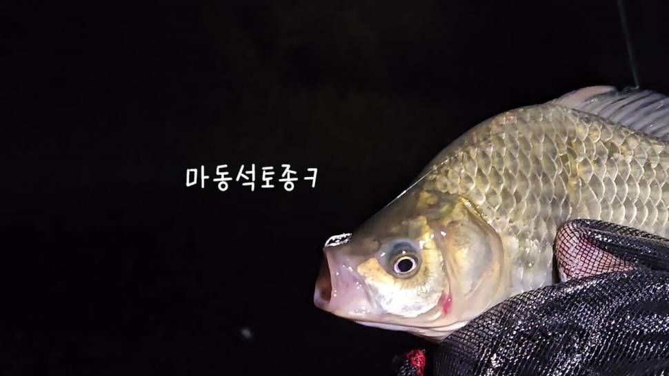 초고속 사냥술 댐낚시 붕어사냥 (조황조행기 - 화보조행기)