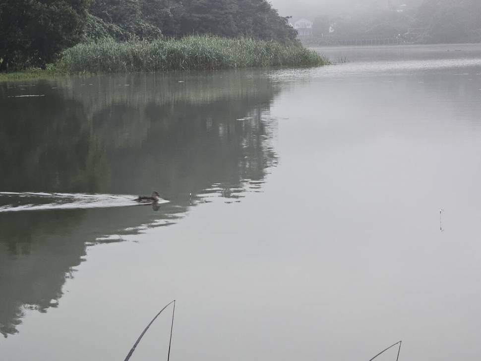 여명과 함께 찾아 온 월척붕어 (조황조행기 - 화보조행기)