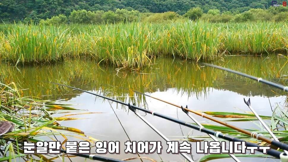 부들밭 닭발 포인트의 위력 투척 일분만에 월척 자동빵 (조황조행기 - 화보조행기)