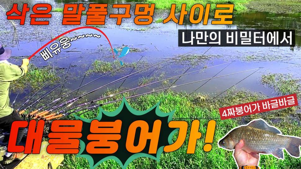 말풀이 삭은 구멍속에 넣으면 대물붕어가 비밀터에서의 대박조황 (조황조행기 - 화보조행기)
