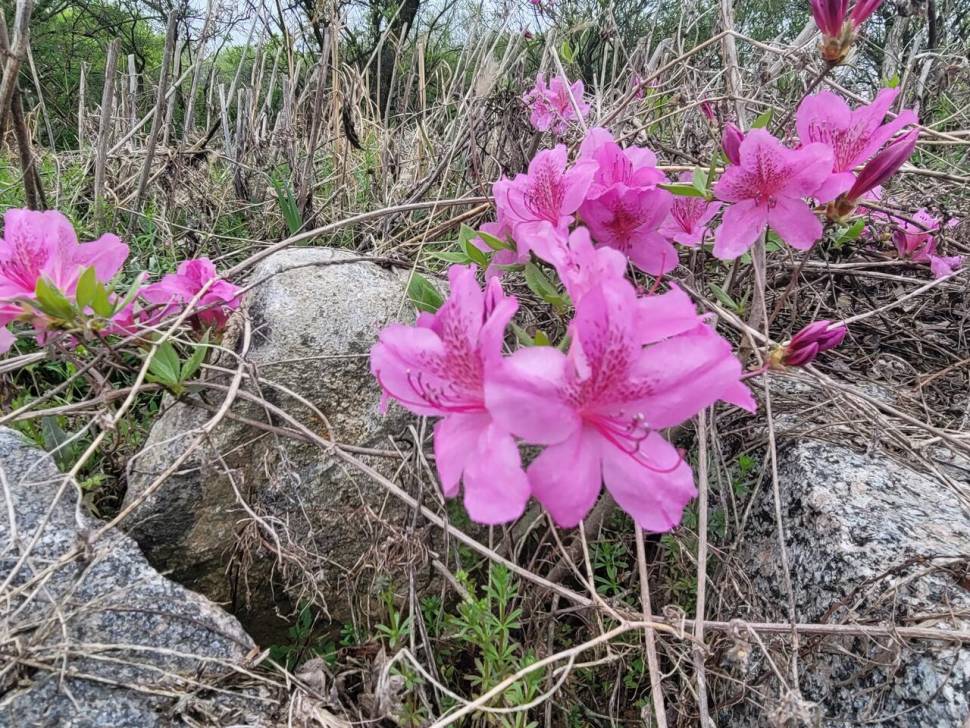 하룻밤 잘 쉬고 왔습니다 (조황조행기 - 화보조행기)
