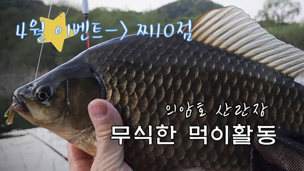 4월 의암호 산란장대물붕어 (조황조행기 - 화보조행기)