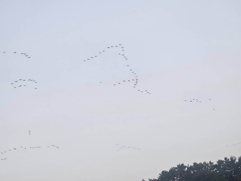 붕어가 사라졌다 (조황조행기 - 화보조행기)