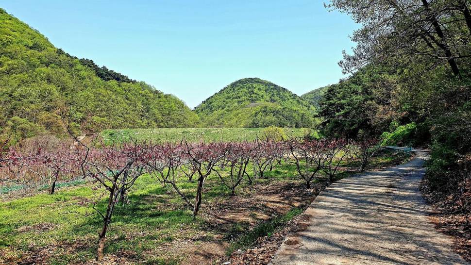 복사꽃핀4월에 계곡지 (조황조행기 - 화보조행기)