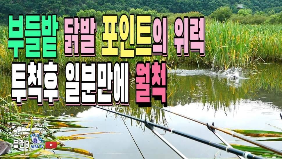 부들밭 닭발 포인트의 위력 투척 일분만에 월척 자동빵 (조황조행기 - 화보조행기)