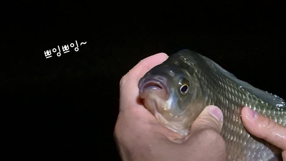 초고속 사냥술 댐낚시 붕어사냥 (조황조행기 - 화보조행기)