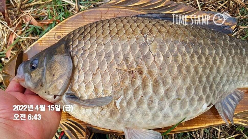 그님을 상면하다 (조황조행기 - 화보조행기)