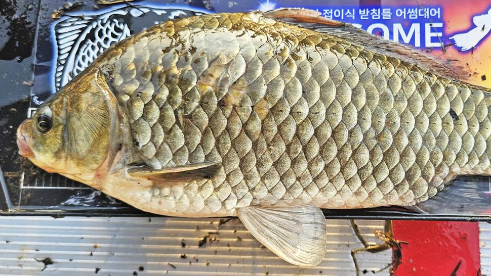 홍천강 오름수위 붕어낚시 (조황조행기 - 화보조행기)