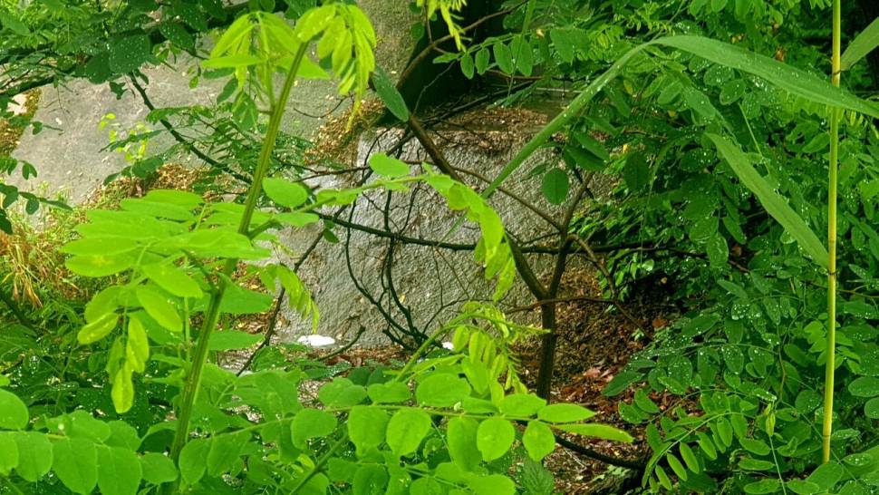 노지 조행기 시즌12화 여름에 시작6월 (조황조행기 - 화보조행기)