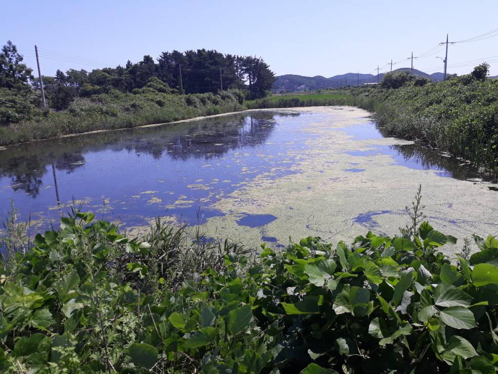 섬에서의 붕어낚시 2번째 (조황조행기 - 화보조행기)