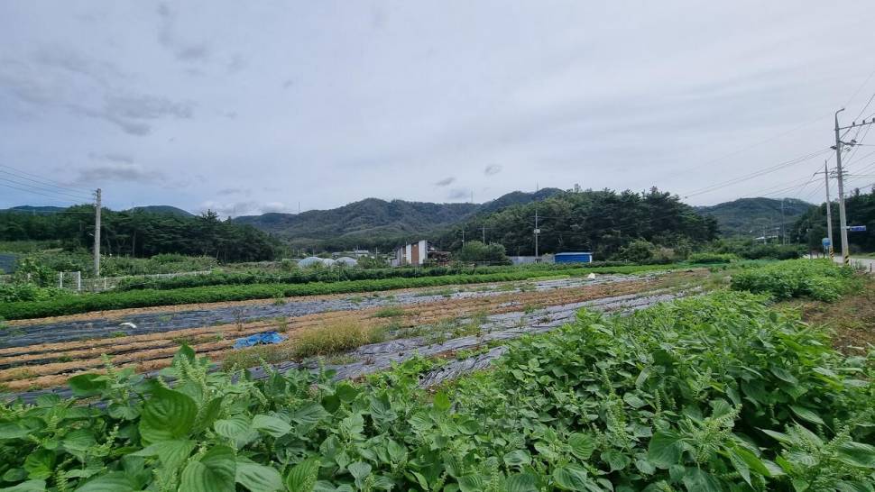가을 붕어 만나러 간다 (조황조행기 - 화보조행기)