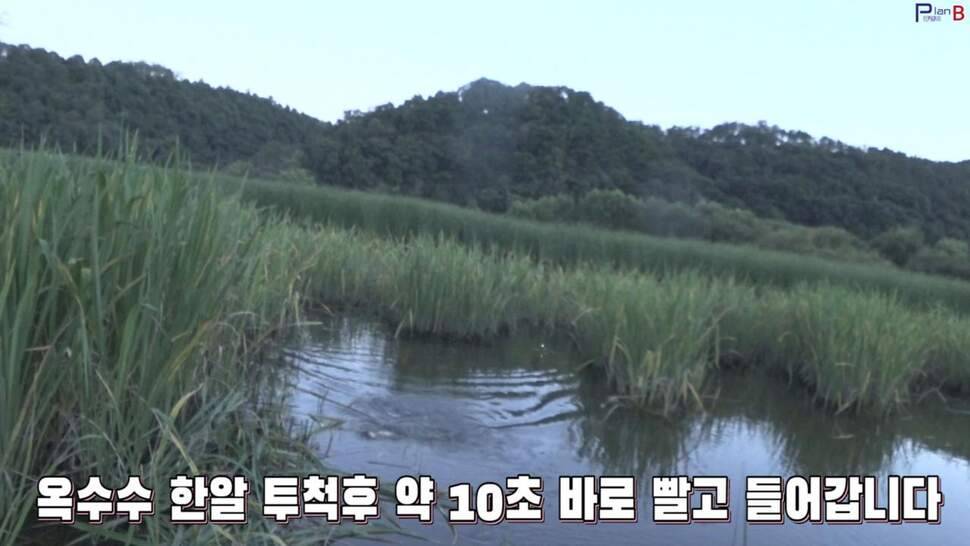 부들밭 닭발 포인트의 위력 투척 일분만에 월척 자동빵 (조황조행기 - 화보조행기)