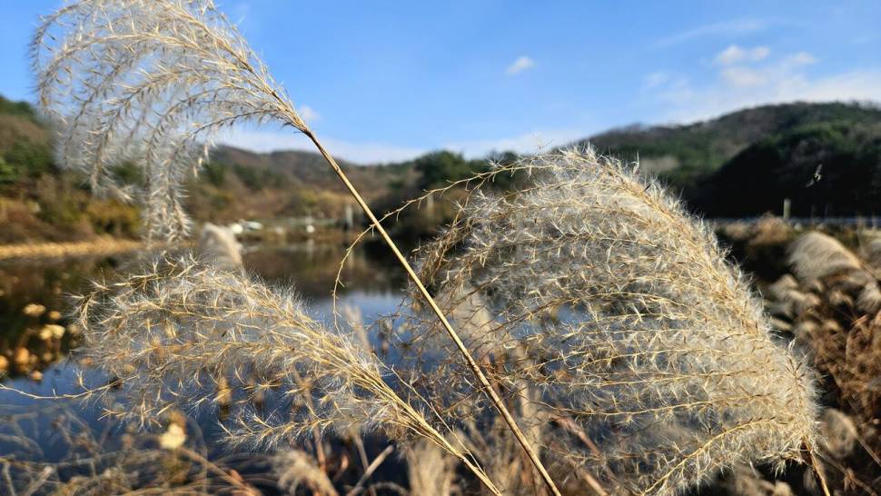 납회 (조황조행기 - 화보조행기)