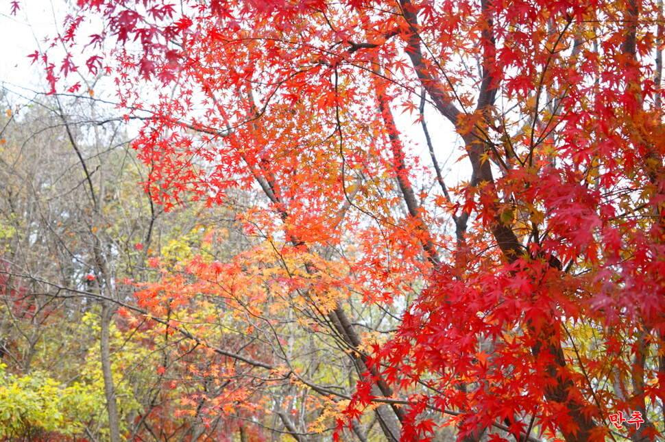 만추 14박 (조황조행기 - 화보조행기)
