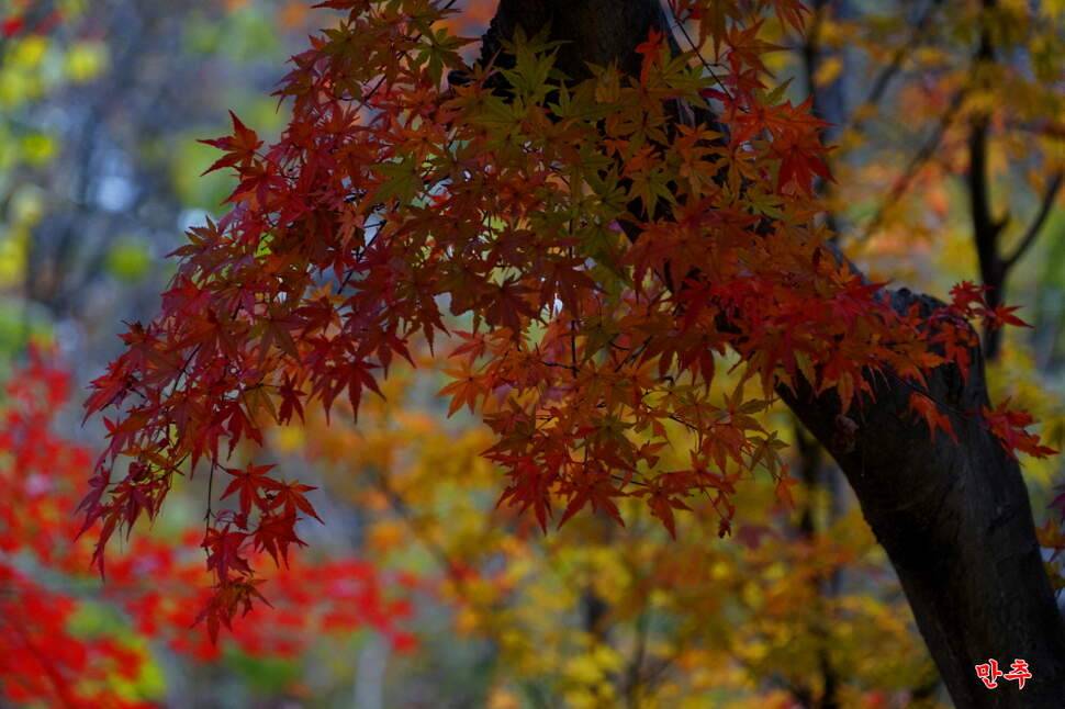 만추 14박 (조황조행기 - 화보조행기)