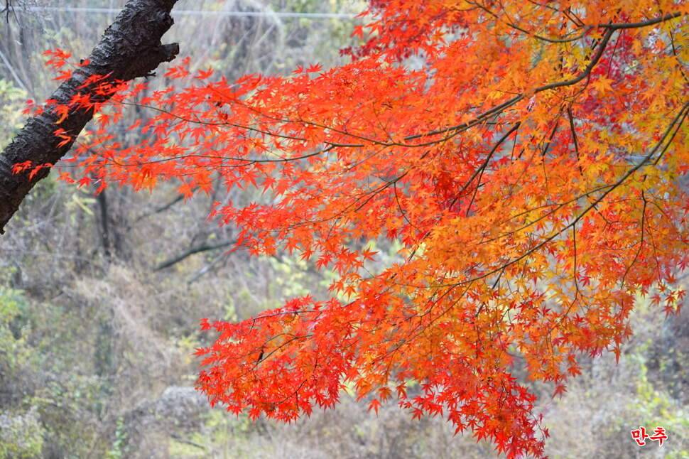 만추 14박 (조황조행기 - 화보조행기)