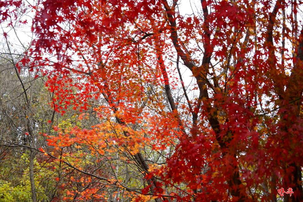 만추 14박 (조황조행기 - 화보조행기)