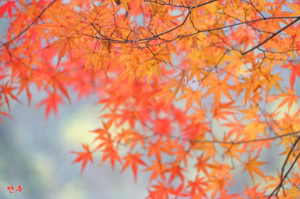 만추 14박 (조황조행기 - 화보조행기)