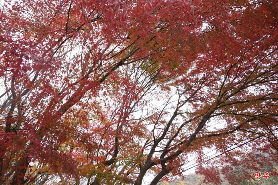 만추 14박 (조황조행기 - 화보조행기)