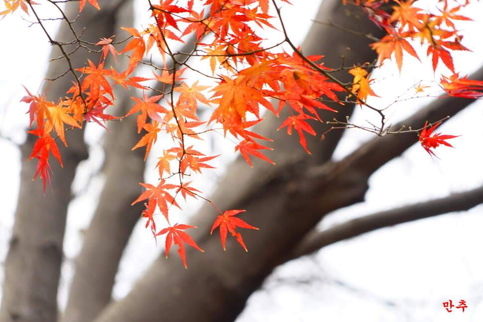 만추 14박 (조황조행기 - 화보조행기)