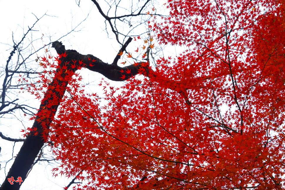 만추 14박 (조황조행기 - 화보조행기)