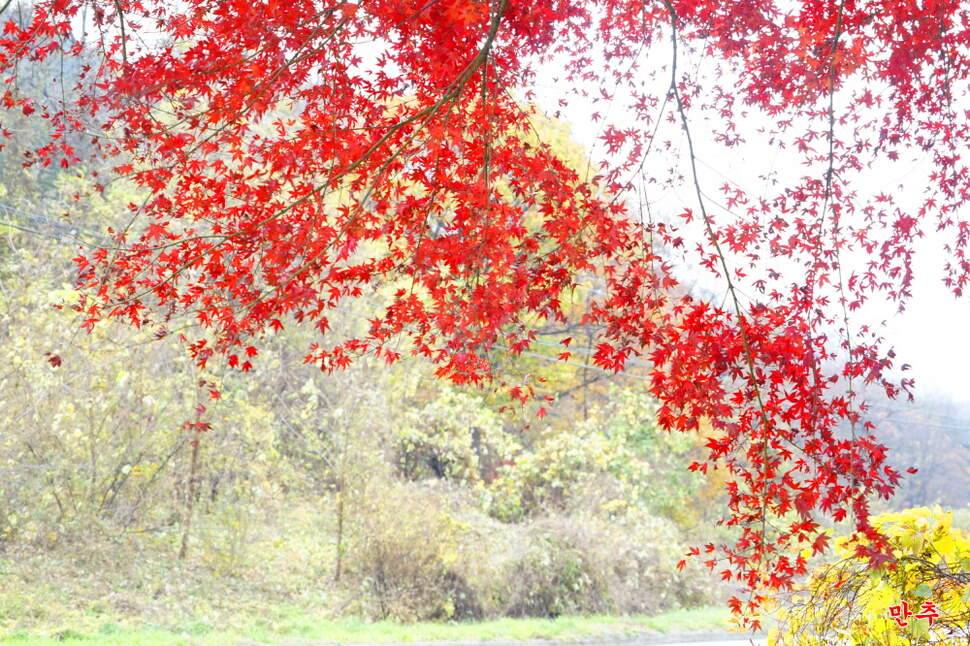 만추 14박 (조황조행기 - 화보조행기)