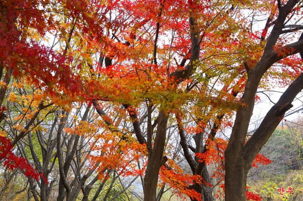 만추 14박 (조황조행기 - 화보조행기)