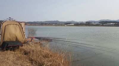 서산 저수지 수로권 월척조황 (조황조행기 - 낚시점조황)