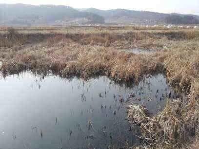 서태안 저수지권과 수로권 물낚시에 월척 (조황조행기 - 낚시점조황)