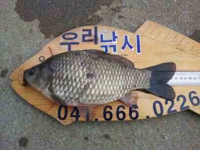 서태안 저수지권과 수로권 물낚시에 월척 (조황조행기 - 낚시점조황)