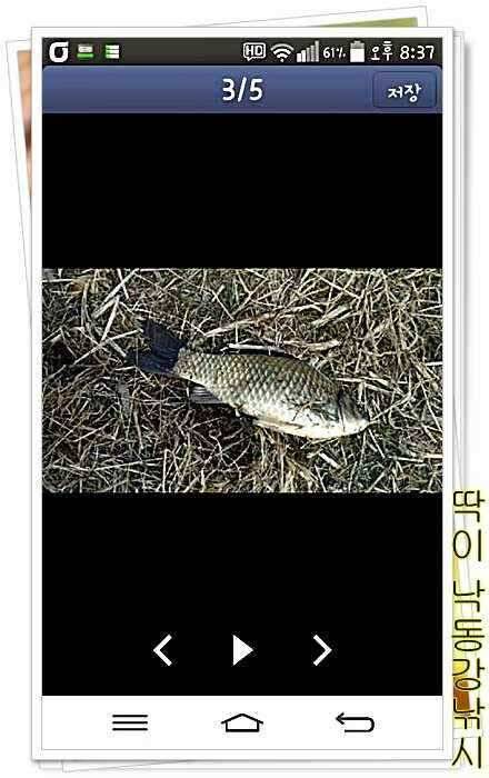 낙동강낚시밀양부산양산 (조황조행기 - 낚시점조황)