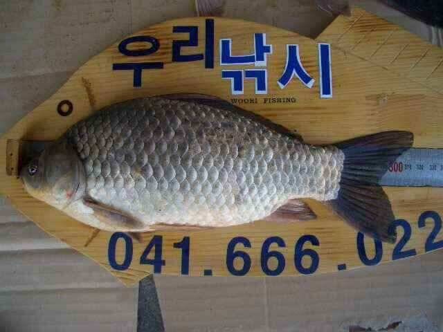 서태안 저수지 수로권 조황 붕어 구경하세요 (조황조행기 - 낚시점조황)