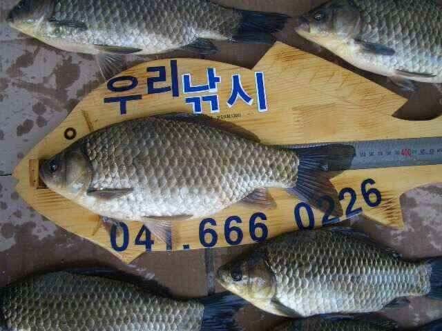 서태안 저수지 수로권 실시간 조황 (조황조행기 - 낚시점조황)