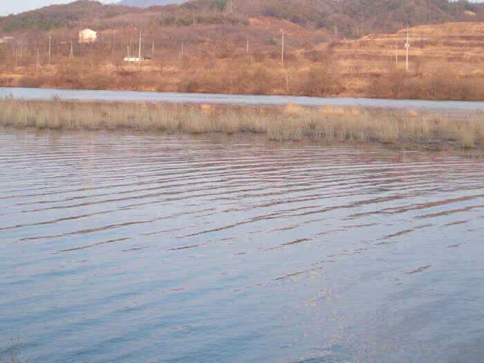 움직이는 월척붕어 (조황조행기 - 낚시점조황)