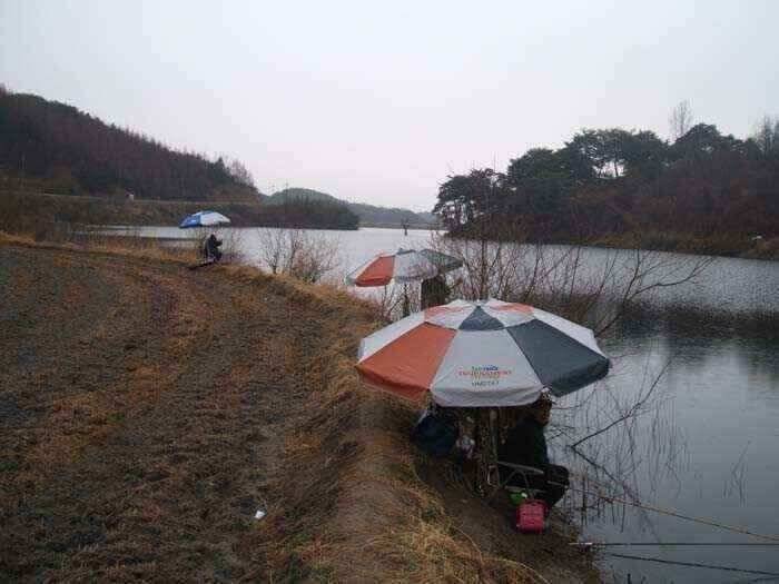 움직이는 월척붕어 (조황조행기 - 낚시점조황)