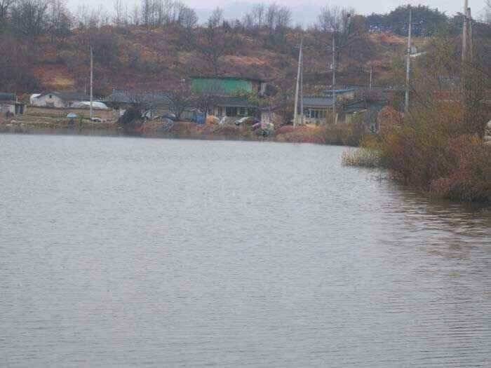 움직이는 월척붕어 (조황조행기 - 낚시점조황)