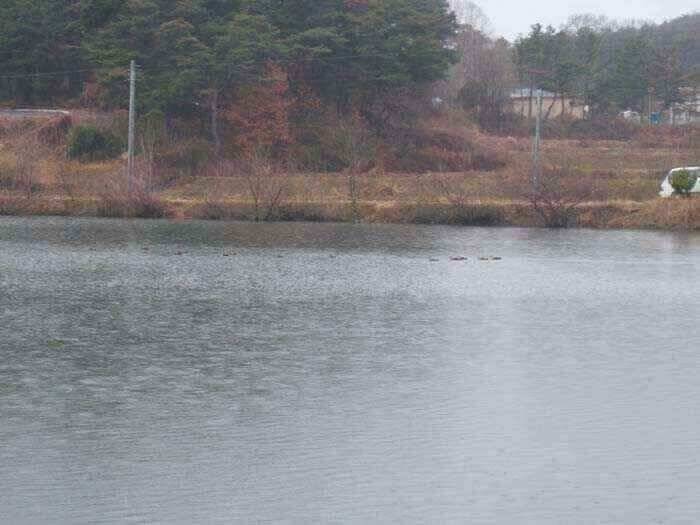 움직이는 월척붕어 (조황조행기 - 낚시점조황)