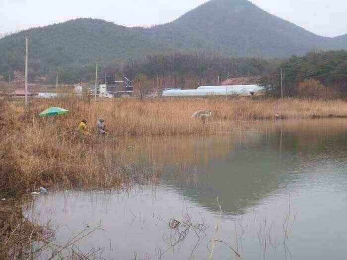 움직이는 월척붕어 (조황조행기 - 낚시점조황)