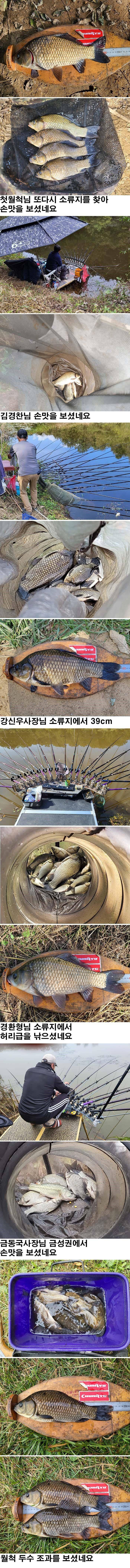 의성권 허리급 조황입니다 (조황조행기 - 낚시점조황)