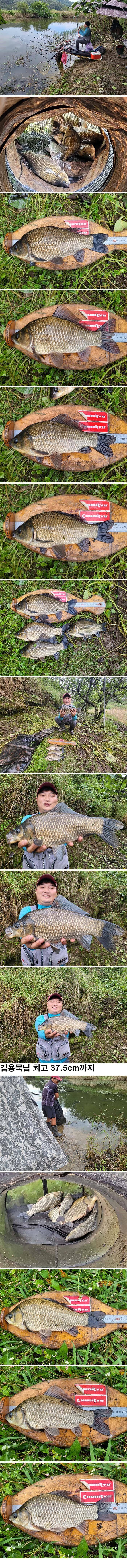의성권 허리급 조황입니다 (조황조행기 - 낚시점조황)