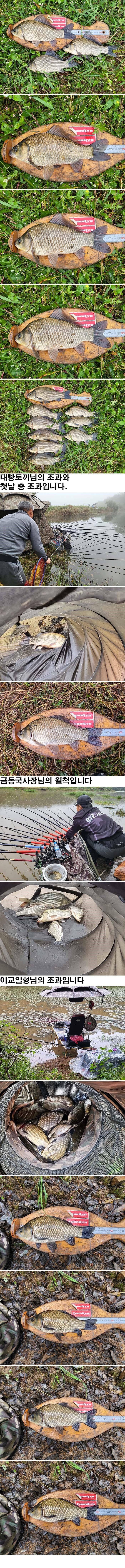 의성권 허리급 조황입니다 (조황조행기 - 낚시점조황)