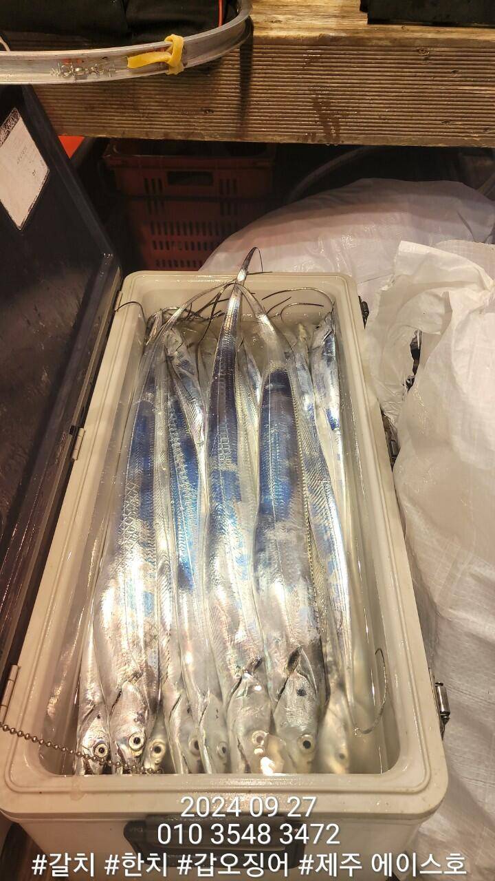 제주에이스호26일대갈치조황입니다전좌석봉돌투승기장착977톤12석운영문의010 3548 3472010 3860 3472 (조황조행기 - 낚시점조황)