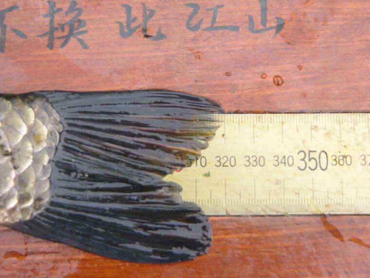청도천또다시 월척이나왔습니다 (조황조행기 - 낚시점조황)