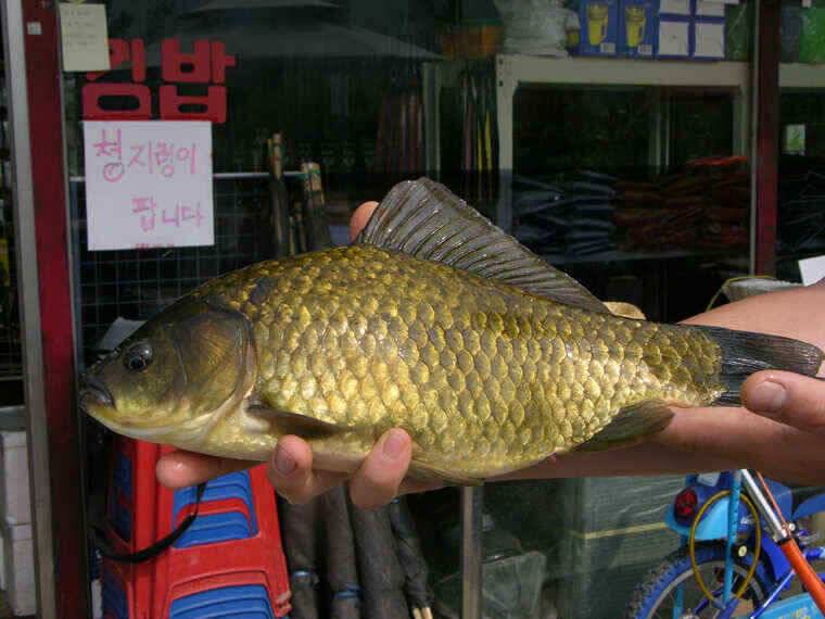 청도천385 나오면 월척입니다 (조황조행기 - 낚시점조황)
