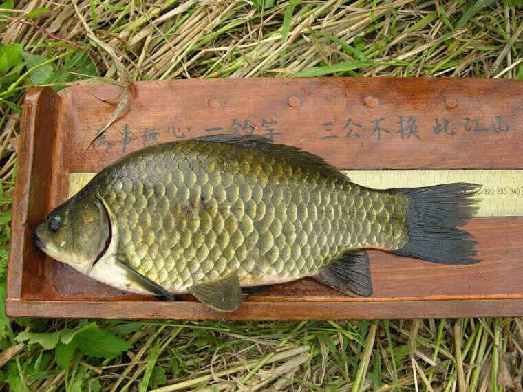 청도천 333cm 외 월척 3수 (조황조행기 - 낚시점조황)