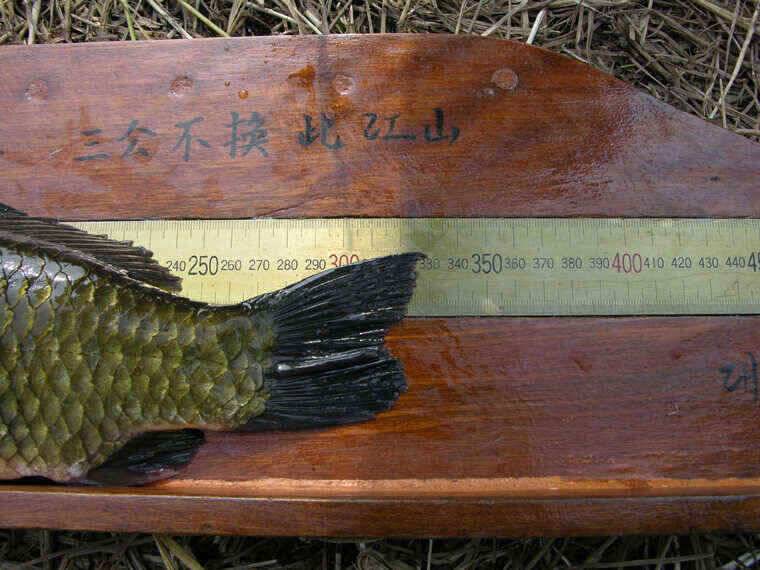 청도천 333cm 외 월척 3수 (조황조행기 - 낚시점조황)