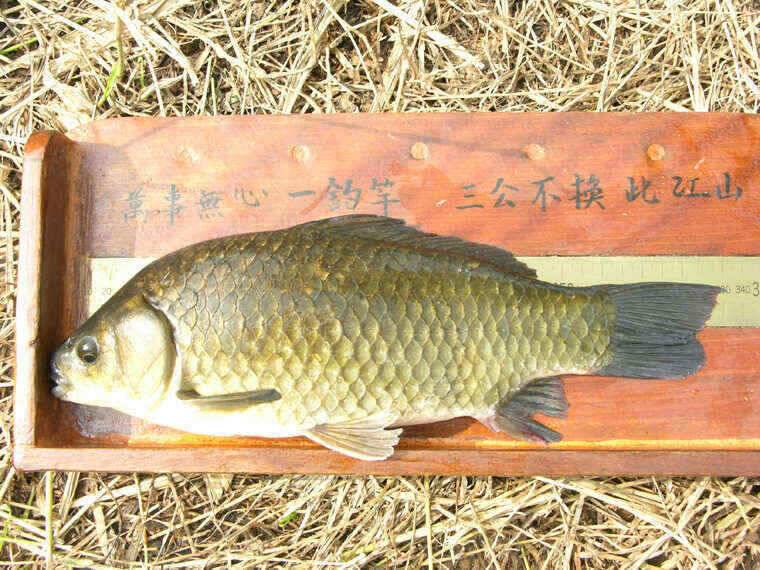 청도천 333cm 외 월척 3수 (조황조행기 - 낚시점조황)