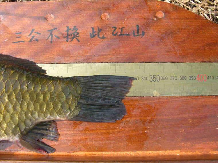 청도천 333cm 외 월척 3수 (조황조행기 - 낚시점조황)