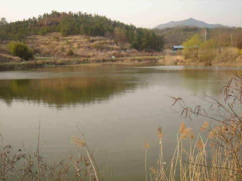 첫 인사올립니다 청통IC낚시입니다 (조황조행기 - 낚시점조황)